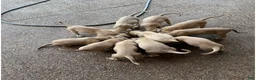 Black Mouth Cur dogs for sale: Black Mouth Cur 10 - Ad 1