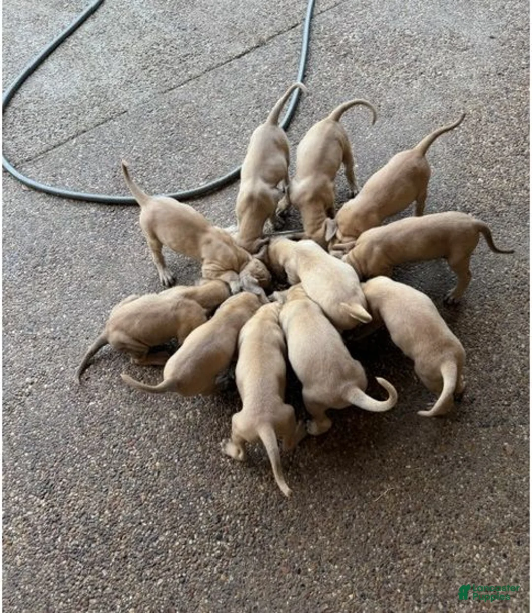 Black Mouth Cur dogs for sale: Black Mouth Cur 10 - Ad 1