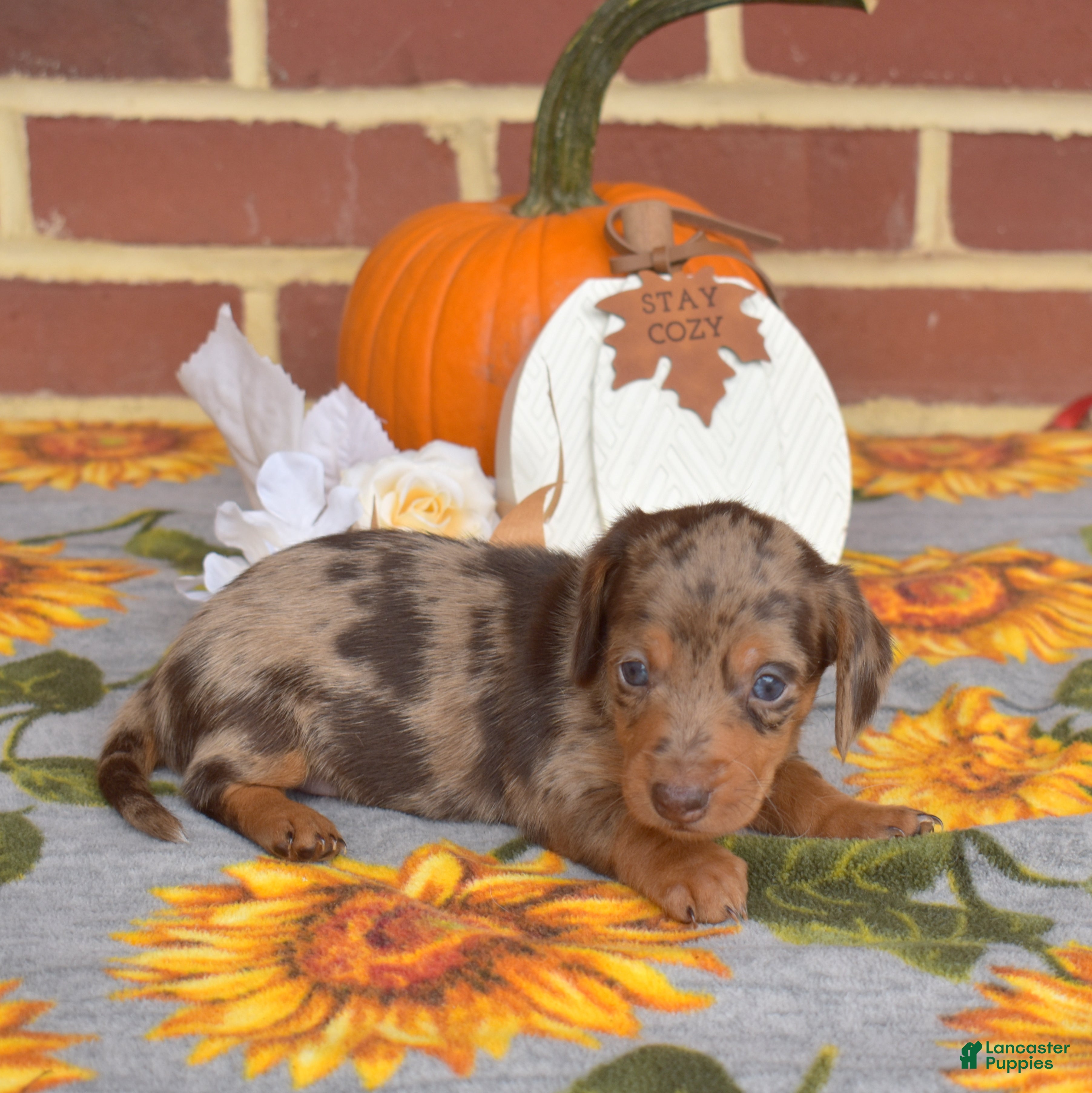 Miniature Dachshund dogs Godiva - Ad 2