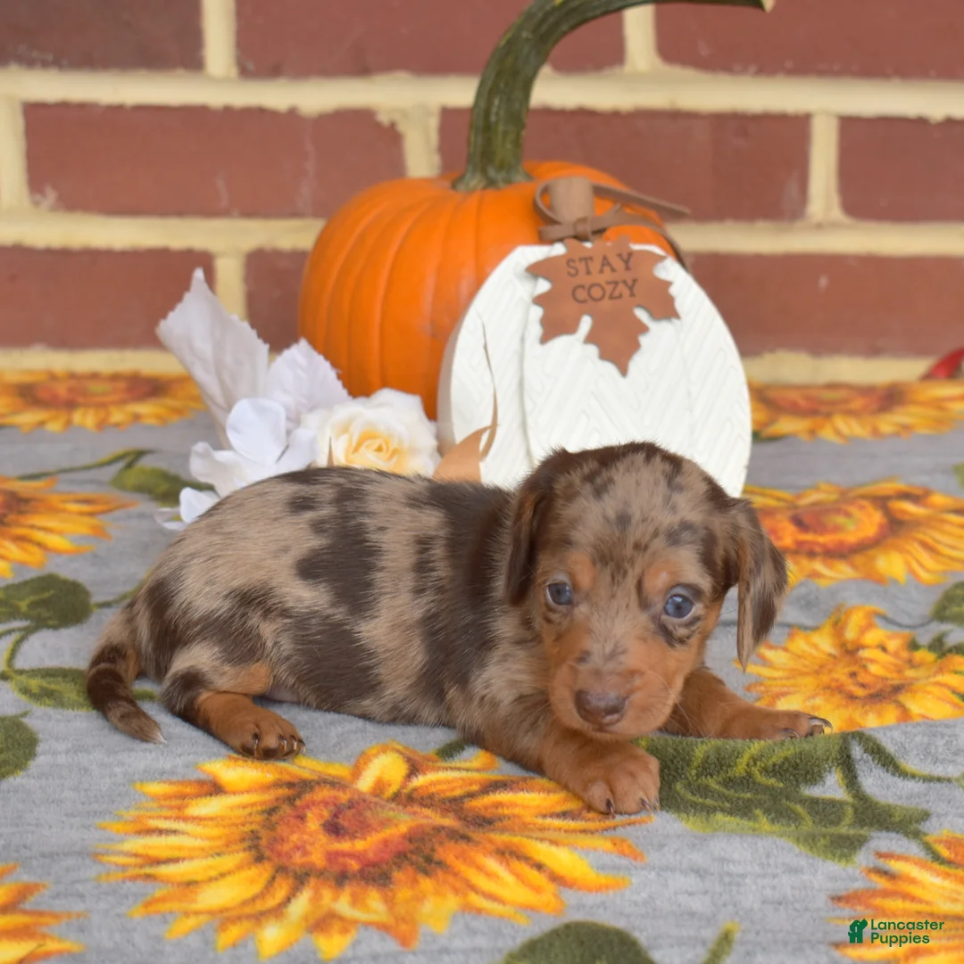 Miniature Dachshund dogs for sale: Godiva - Ad 2