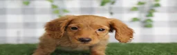 Dachshund dogs for sale: Fallon - Ad 1