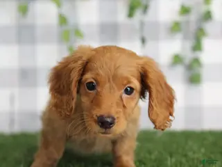 Dachshund dogs Fallon - Ad 30