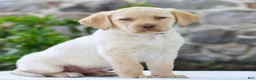Labrador Retriever dogs for sale: Thomas  - Ad 3