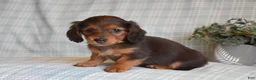 Miniature Dachshund dogs for sale: Blossom - Ad 3