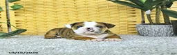 English Bulldog dogs for sale: Aston - Ad 4