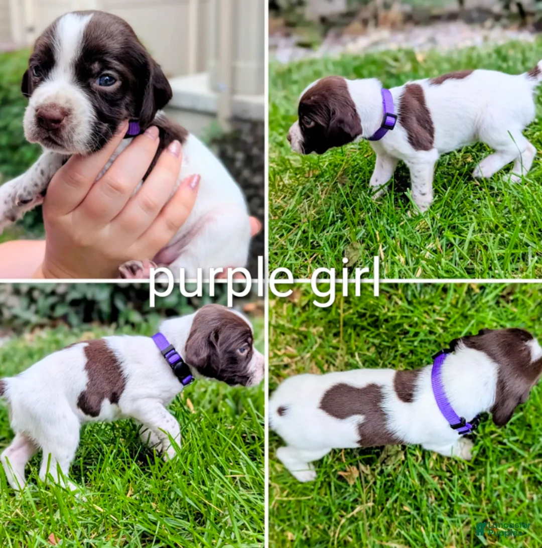 German Shorthaired Pointer dogs for sale: Purple female- German Shorthaired Pointer  - Ad 2