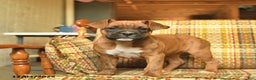 Boxer dogs for sale: Baldwin - Ad 2