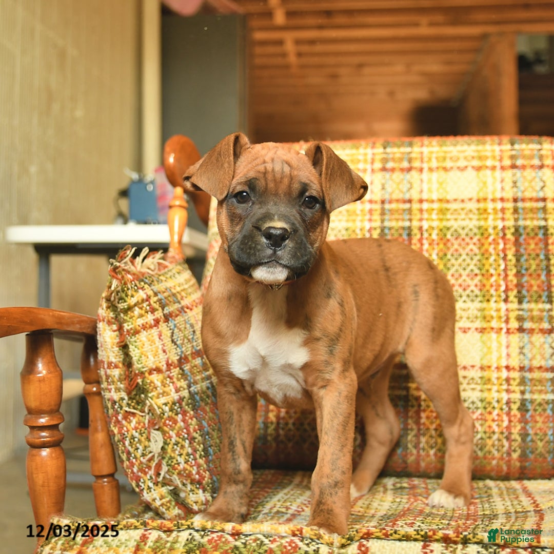 Boxer dogs for sale: Baldwin - Ad 2