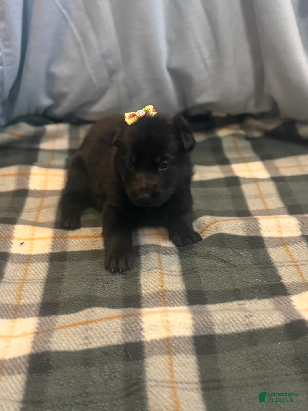 German Shepherd dogs for sale: Malibu - Ad 2