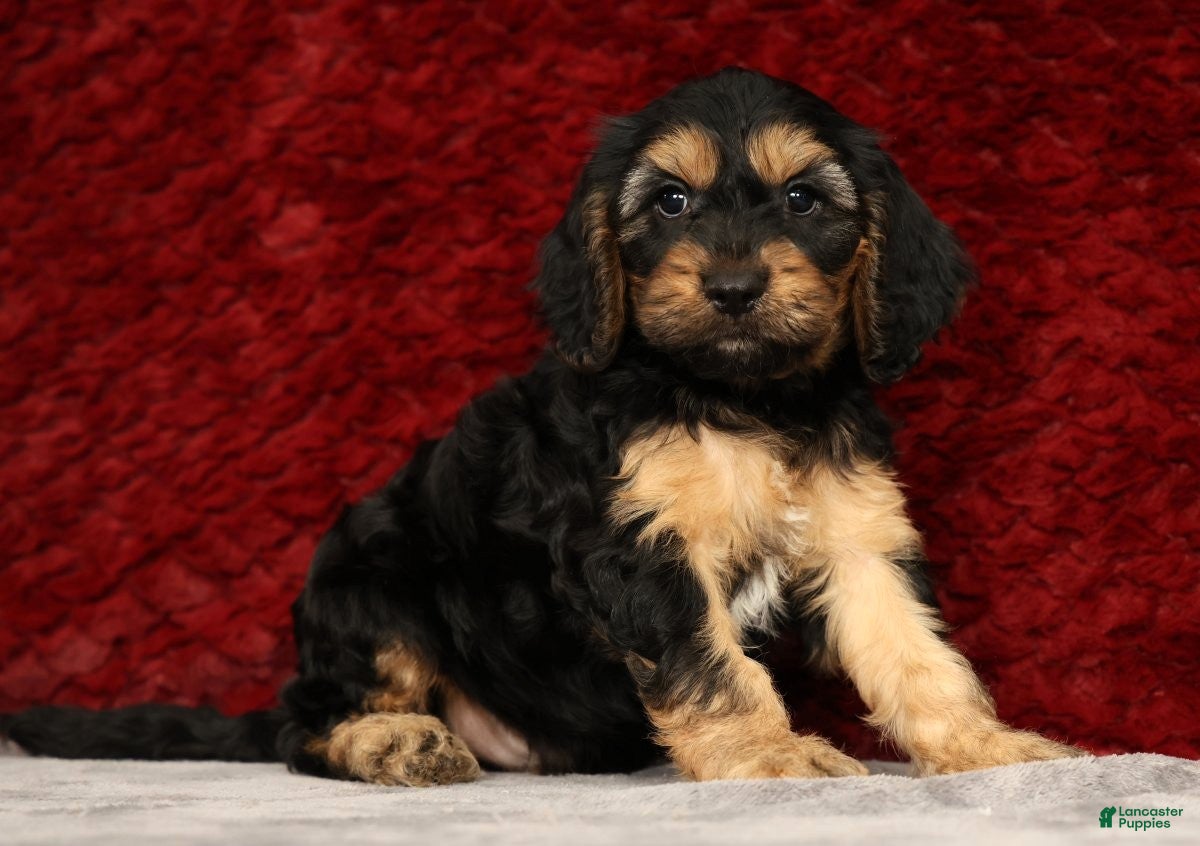 Cavapoo dogs Kyle - Ad 2