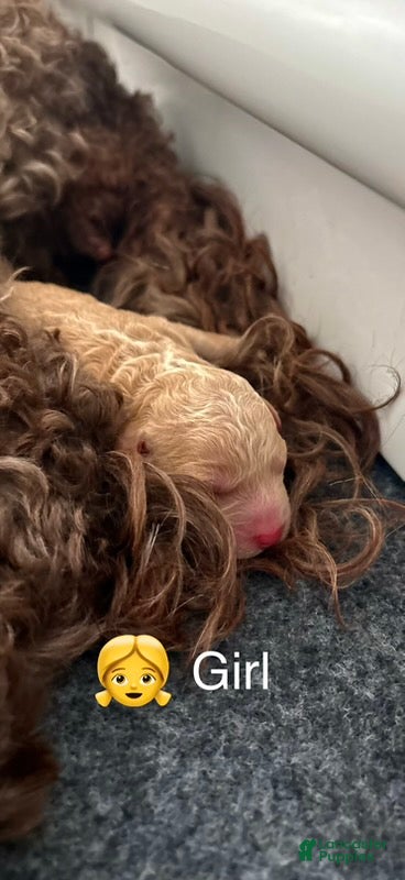 Australian Labradoodle dogs for sale: Australian Labradoodle Female 2 - Ad 1