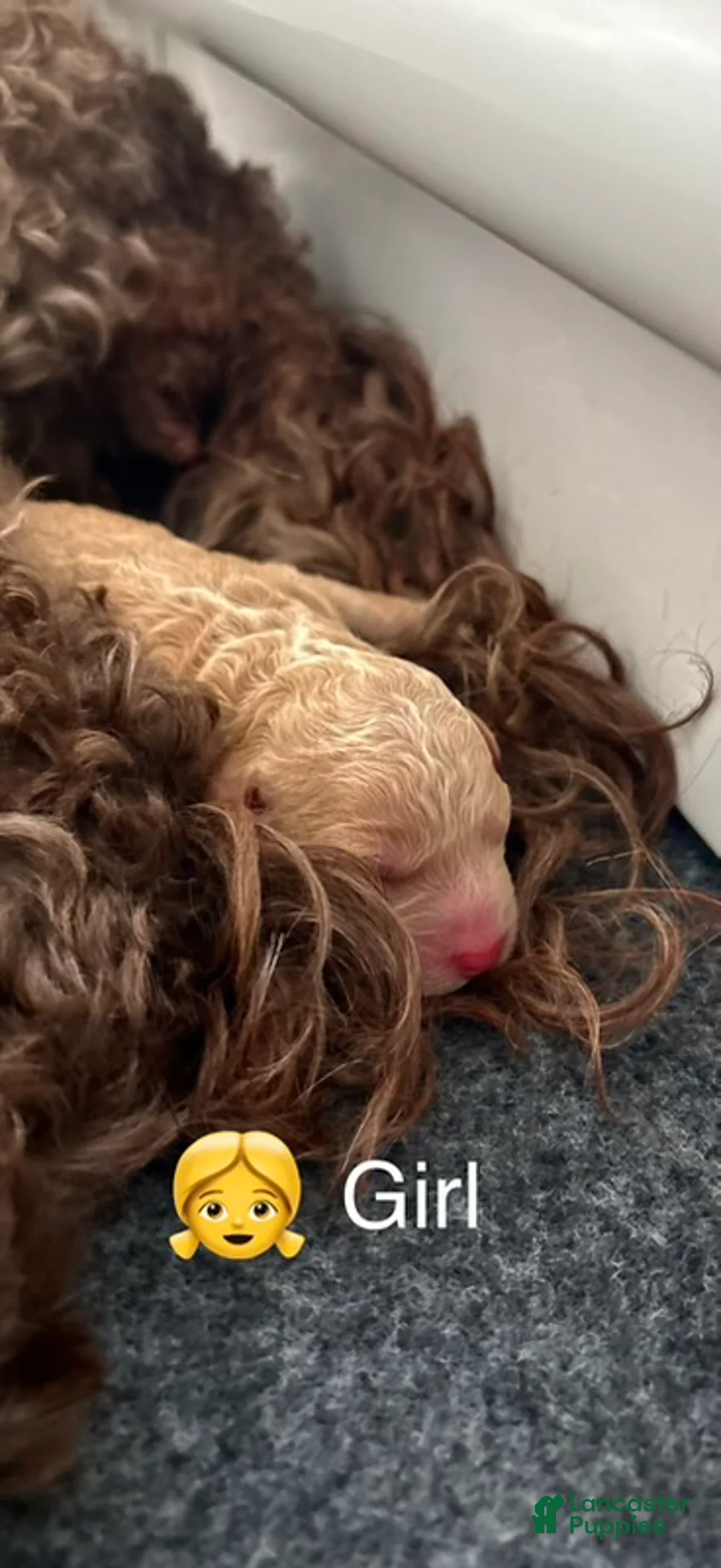 Australian Labradoodle dogs for sale: Australian Labradoodle Female 2 - Ad 1