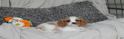 Cavalier King Charles Spaniel dogs for sale: Pansy - Ad 1