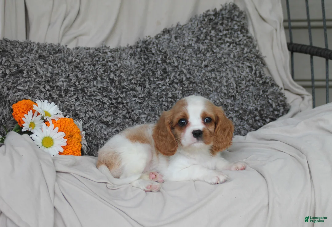 Cavalier King Charles Spaniel dogs for sale: Pansy - Ad 1