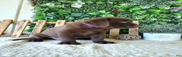 Labrador Retriever dogs for sale: Mindy - Ad 7