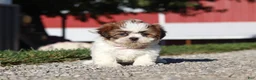 Shih Tzu dogs for sale: Julia - Ad 3