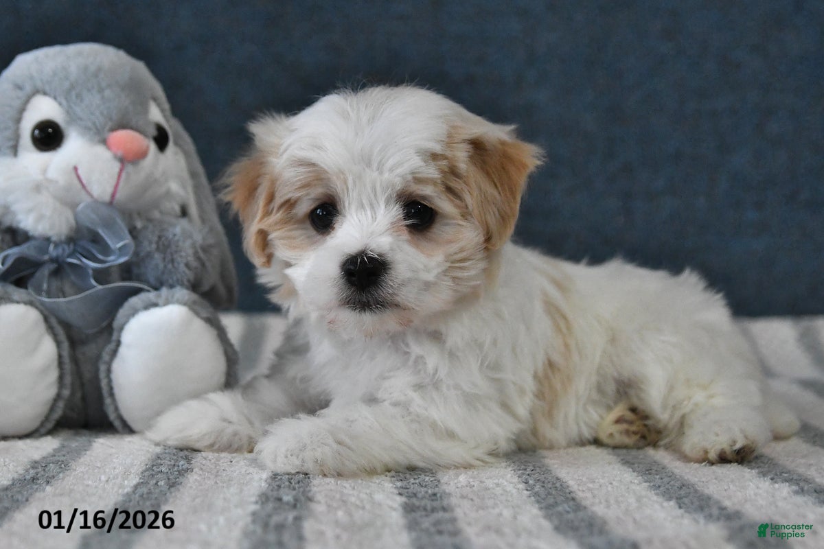 Cavachon dogs Lenny - Ad 4