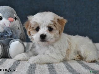 Cavachon dogs Lenny - Ad 14