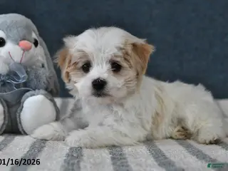 Cavachon dogs Lenny - Ad 11