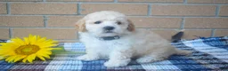 Maltipoo dogs for sale: Franklin 🐶 - Ad 4
