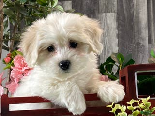 Mixed Breed dogs Alice - Ad 16