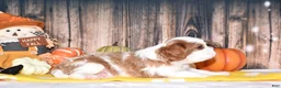Cavalier King Charles Spaniel dogs for sale: Chance - Ad 3