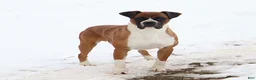 Boxer dogs for sale: Queenie - Ad 14