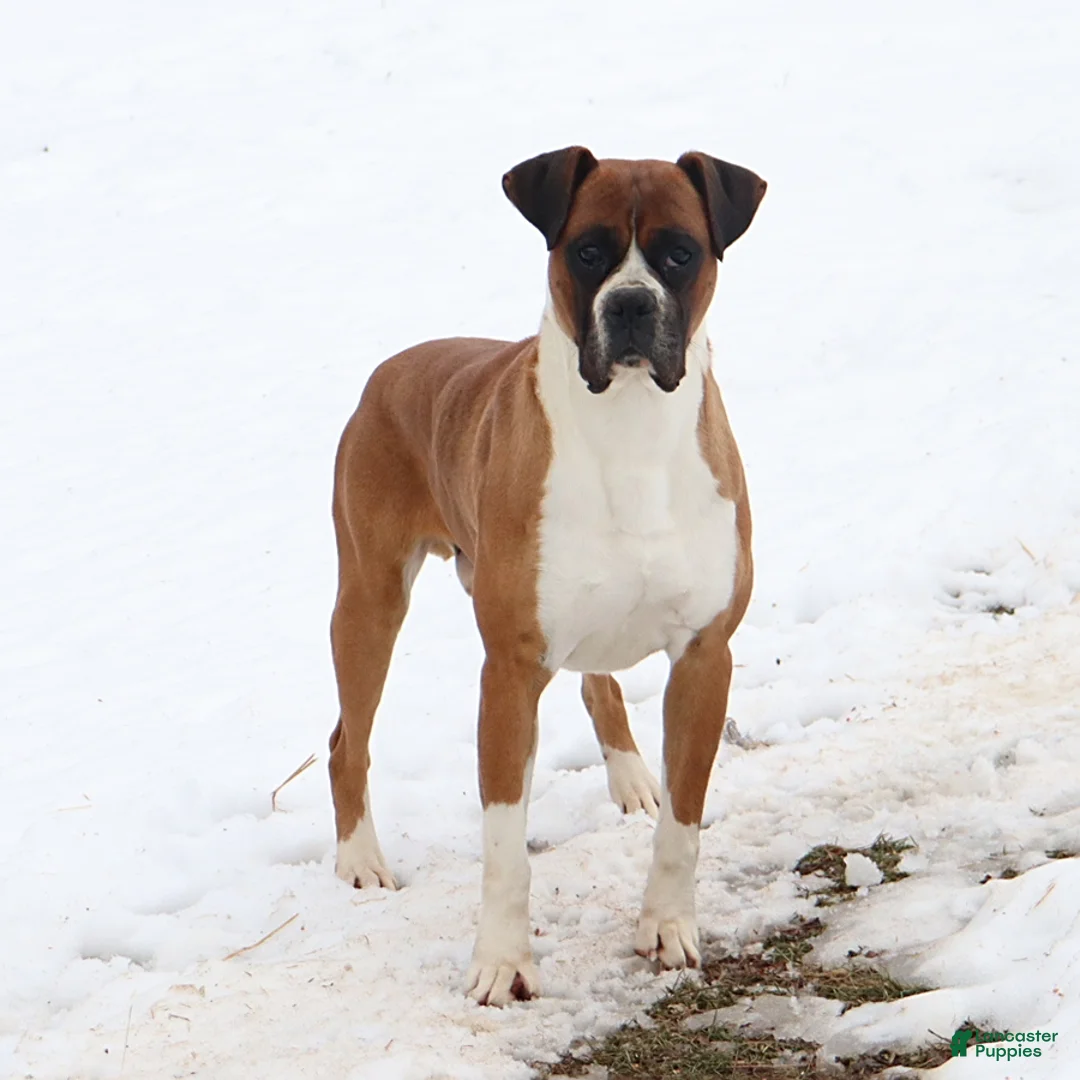 Boxer dogs for sale: Queenie - Ad 14
