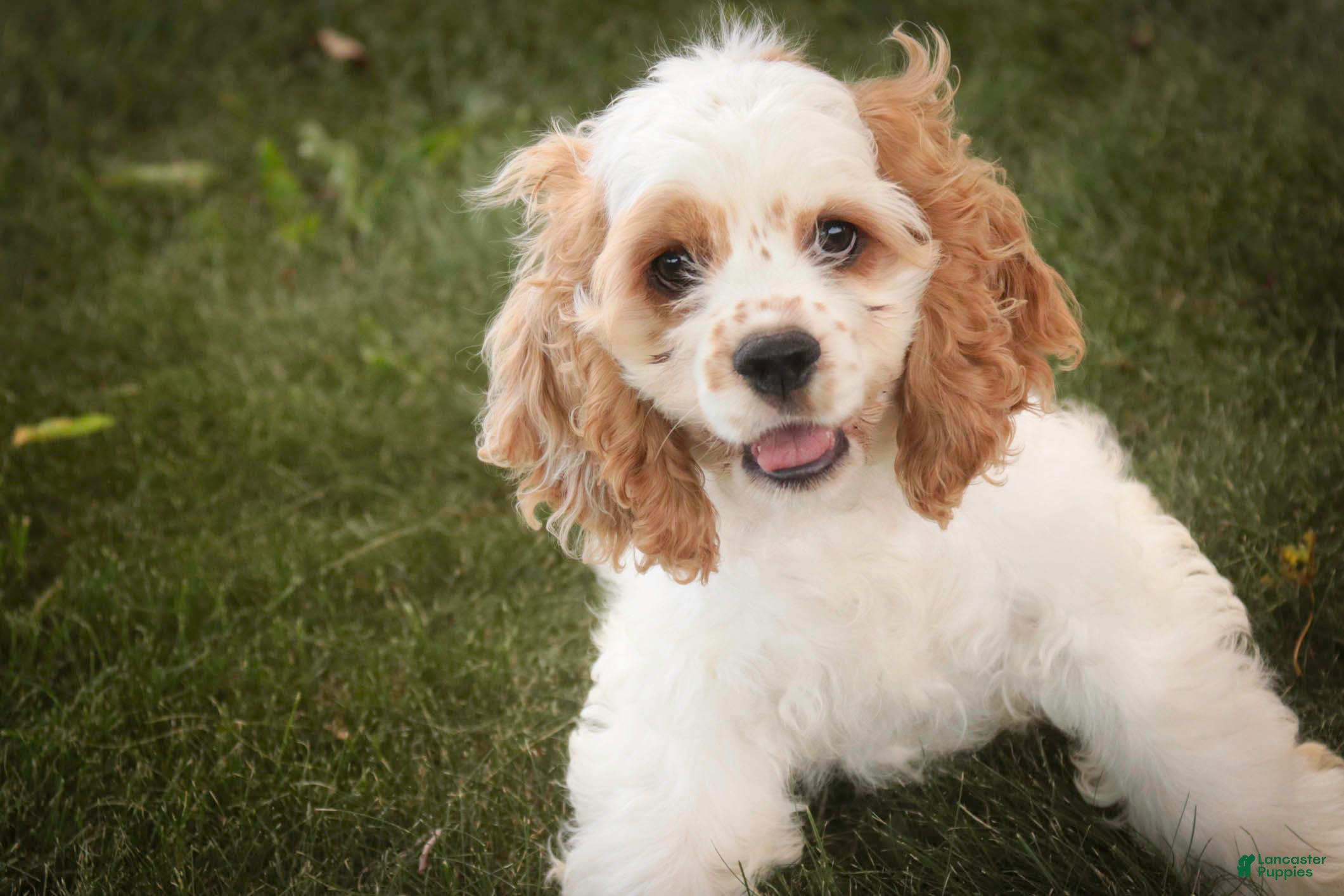 Cocker Spaniel dogs Ash Cocker Spaniel  - Ad 2