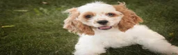 Cocker Spaniel dogs for sale: Ash Cocker Spaniel  - Ad 2