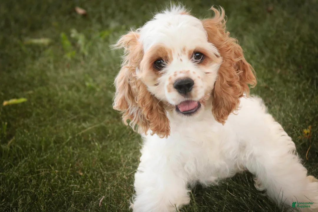 Cocker Spaniel dogs for sale: Ash Cocker Spaniel  - Ad 2
