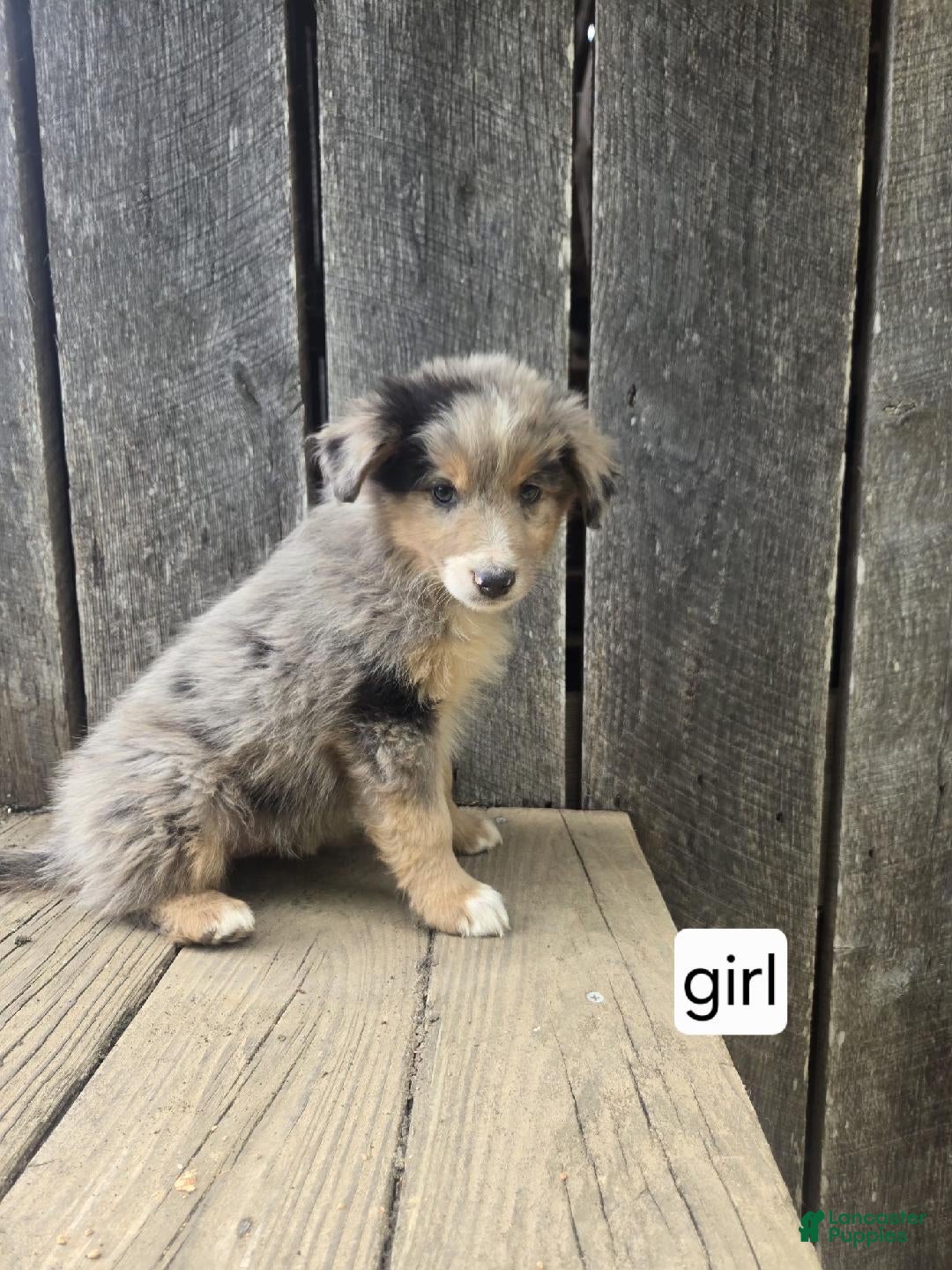 Australian Shepherd dogs Australian Shepherd Puppy 9 - Ad 39