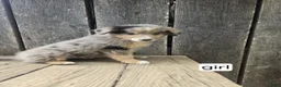 Australian Shepherd dogs for sale: Australian Shepherd Puppy 9 - Ad 1