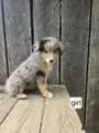 Australian Shepherd Puppy 9