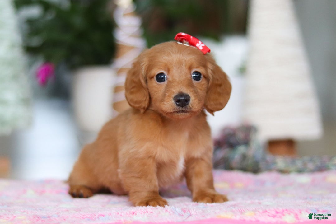 Miniature Dachshund dogs for sale: Grace - Ad 6