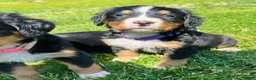 Bernese Mountain Dog dogs for sale: Berner bunch - Ad 6