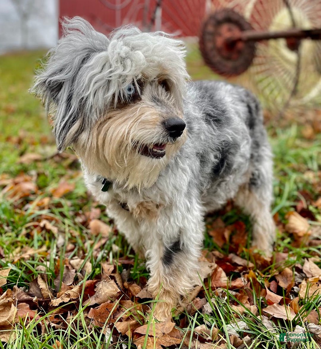 Gallery Image {{count}}