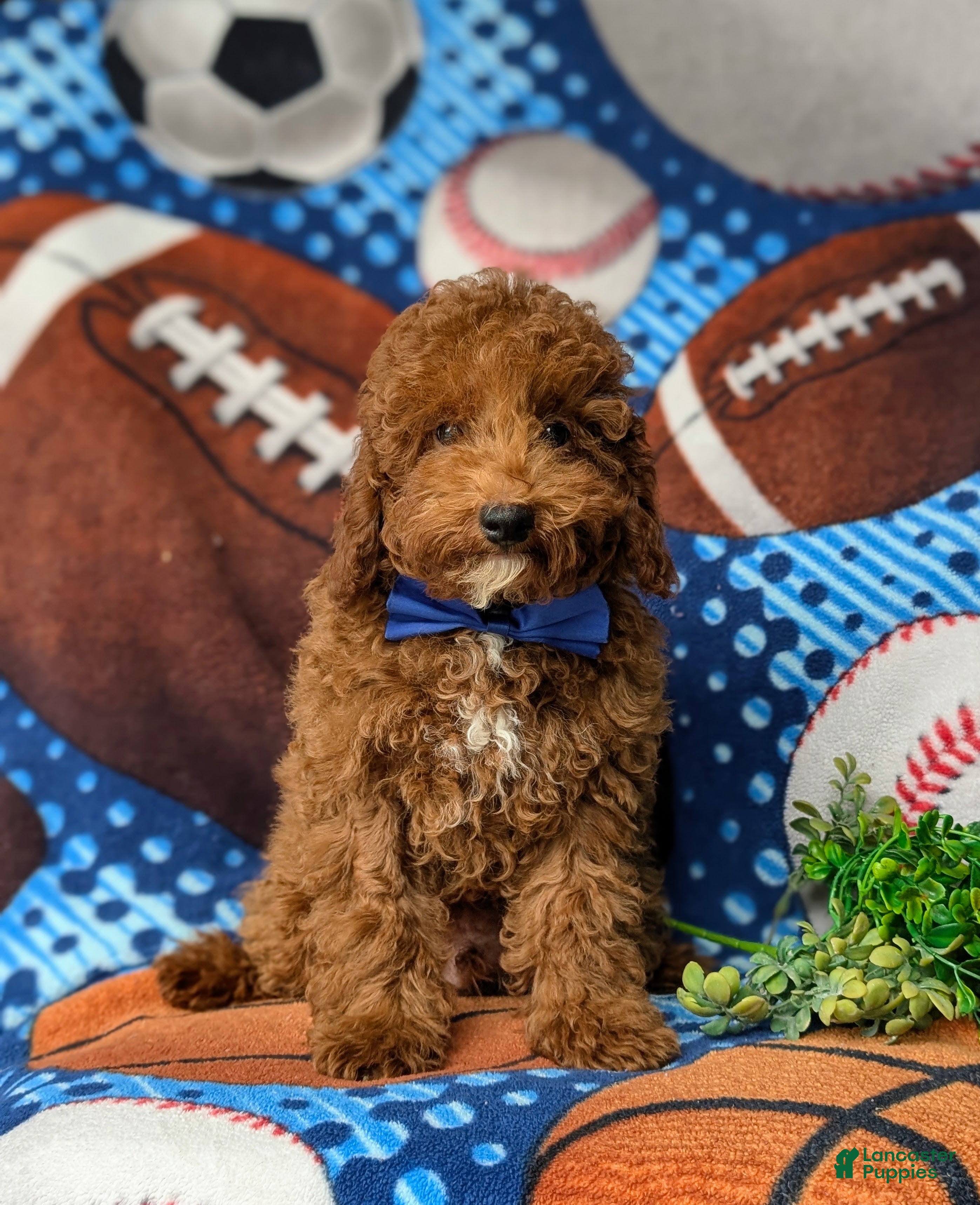 Miniature Poodle dogs Remmington - Ad 2