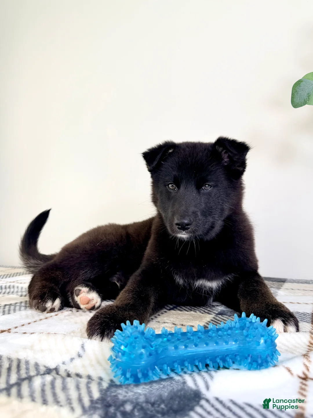 Gerberian Shepsky dogs for sale: Braxton - Ad 2