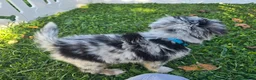 Toy Australian Shepherd dogs for sale: Boy 3 - Ad 5