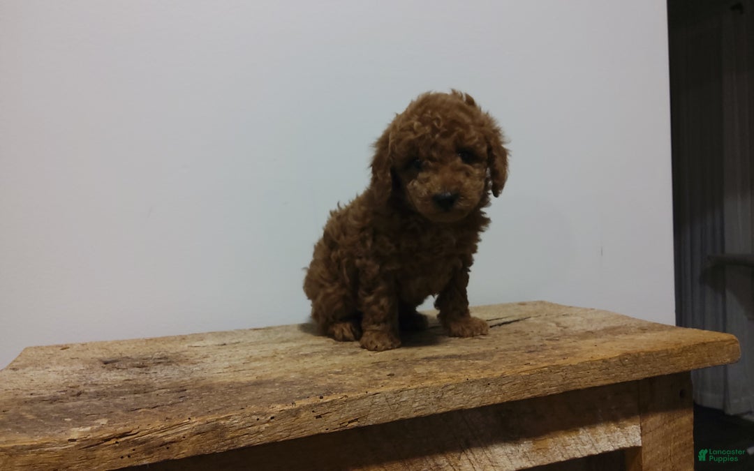 Miniature Poodle dogs for sale: Miniature Poodle Puppy 2 - Ad 5
