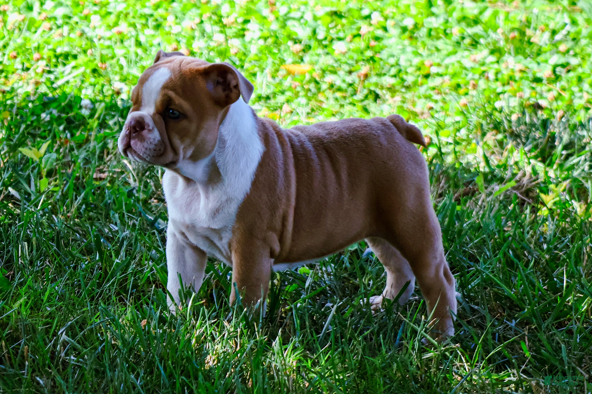 English Bulldog dogs Daisy - Ad 1