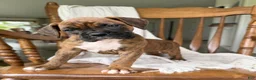 Boxer dogs for sale: Mabel - Ad 2