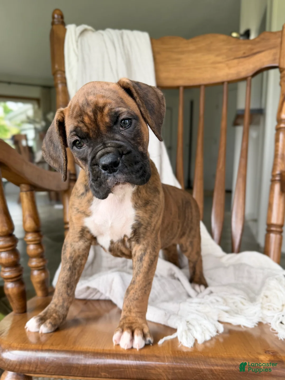 Boxer dogs for sale: Mabel - Ad 2