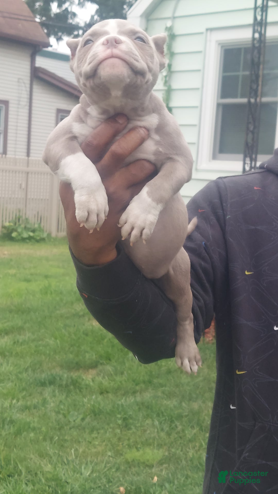 American Bully dogs for sale: American Bully Puppy 5 - Ad 4