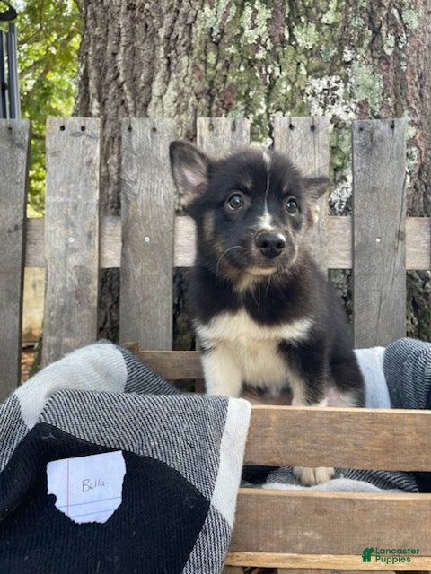 Pomsky dogs Bella   - Ad 2