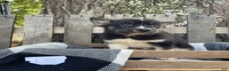 Pomsky dogs for sale: Bella   - Ad 2