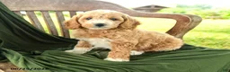 Goldendoodle dogs for sale: Branson - Ad 4