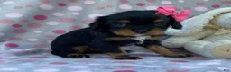 Cavalier King Charles Spaniel dogs for sale: Oakley-small - Ad 5