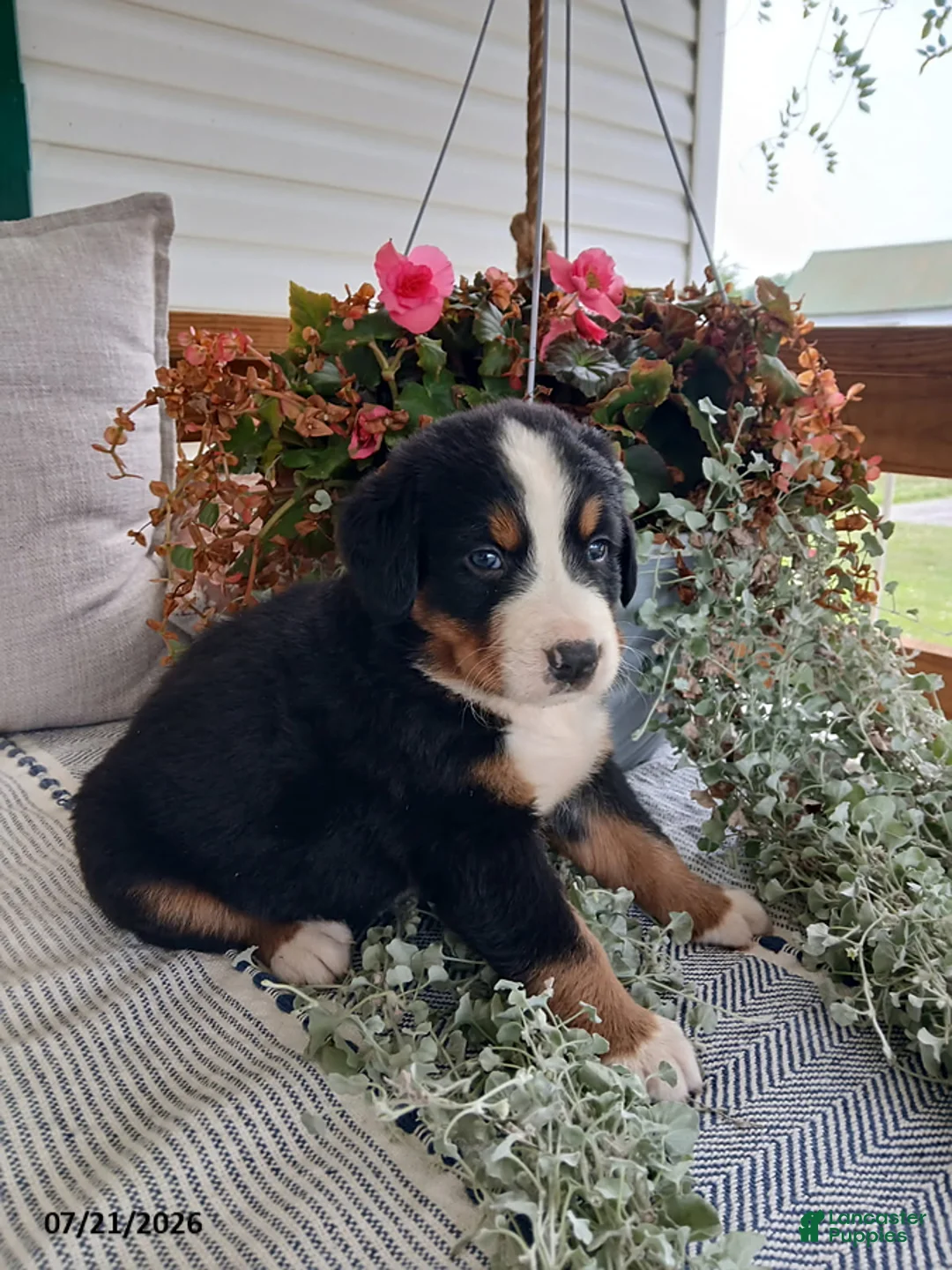 Bernese Mountain Dog dogs for sale: Anson - Ad 6